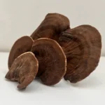 قارچ گانودرما گلخانه ای قرمز خشک شده 100 گرمی